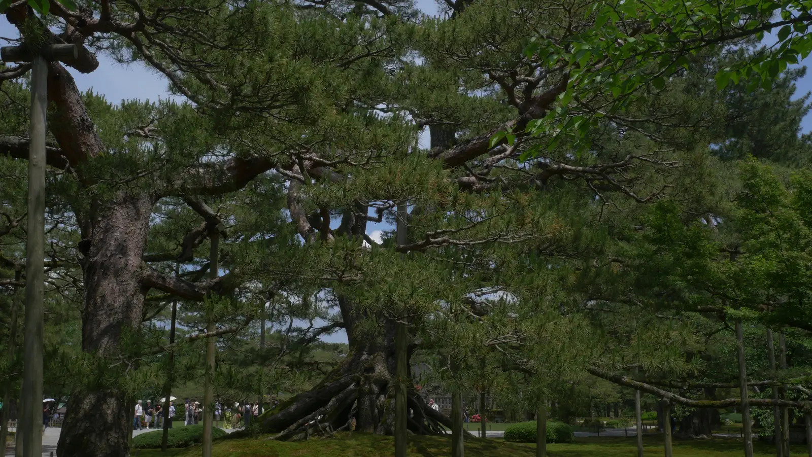Ancien arbre du jardin Kenroku-en