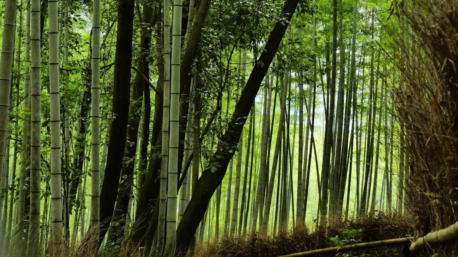 Forêt de bambous d'Arashiyama