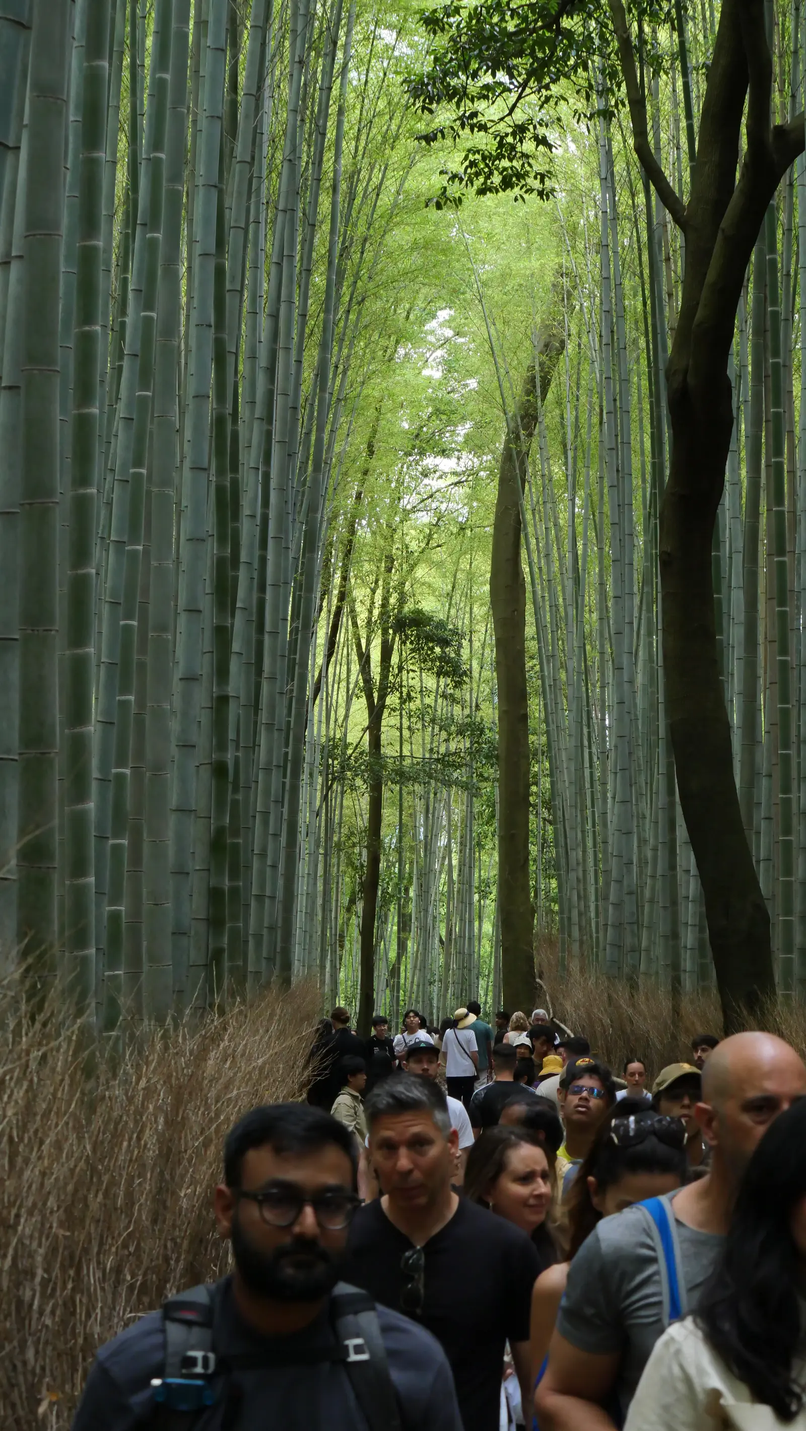 Chemin dans la forêt de bambous d'Arashiyama