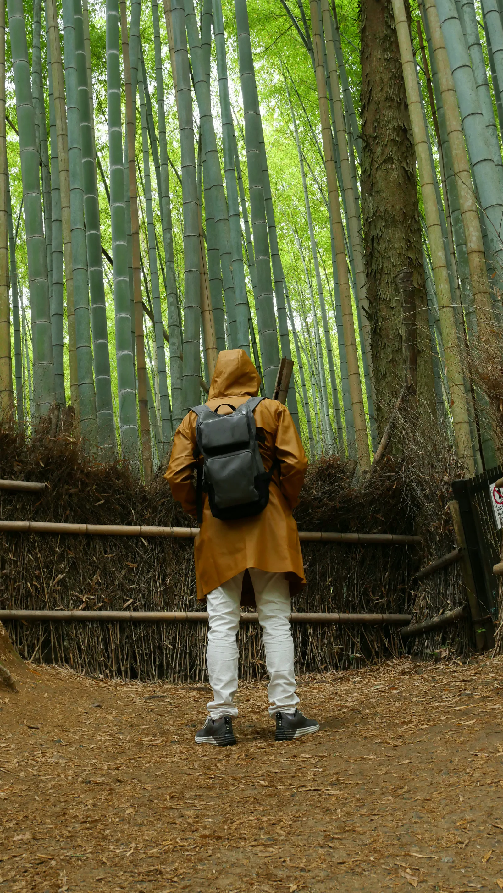 Promenade dans la forêt de bambous d'Arashiyama